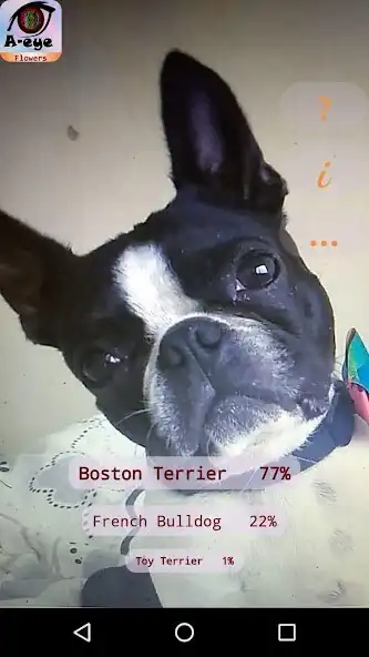 Play A-eye: Dog Breed Identification  and enjoy A-eye: Dog Breed Identification with UptoPlay