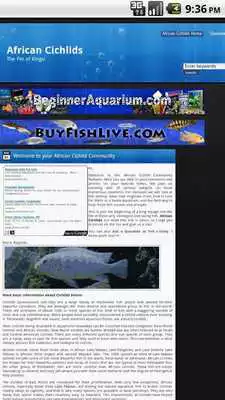 Play African Cichlids Pet of Kings