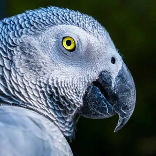 Play African Gray Parrot Wallpaper APK