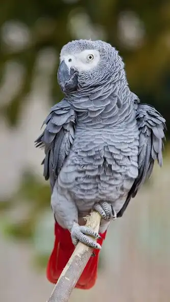 Play African Gray Parrot Wallpaper  and enjoy African Gray Parrot Wallpaper with UptoPlay