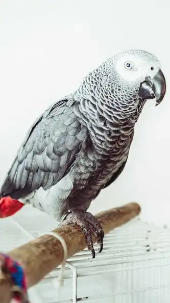 Play African Gray Parrot Wallpaper as an online game African Gray Parrot Wallpaper with UptoPlay
