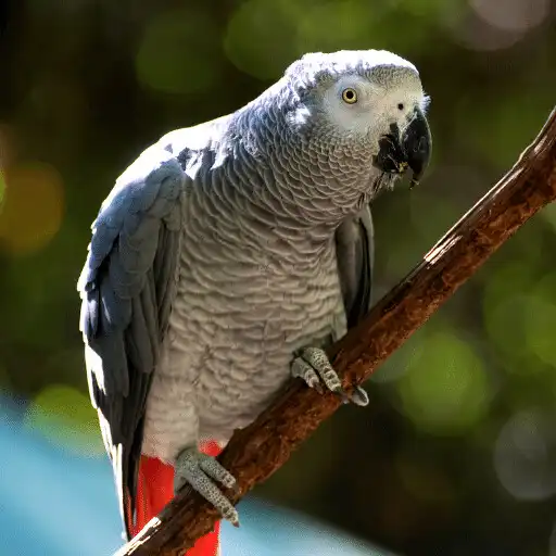 Free play online African grey parrot Sounds APK Free play online African grey parrot Sounds APK