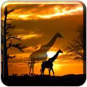 Free play online African Scene LITE APK Free play online African Scene LITE APK