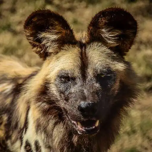 Play African Wild Dog Wallpaper APK