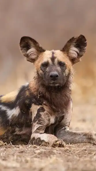 Play African Wild Dog Wallpaper  and enjoy African Wild Dog Wallpaper with UptoPlay