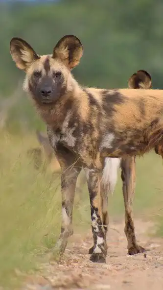 Play African Wild Dog Wallpaper as an online game African Wild Dog Wallpaper with UptoPlay