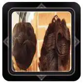 Free play online african women hairstyle 2017 APK