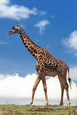 Play Africa Puzzle