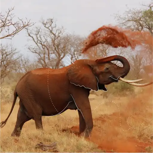 Play Africa tones APK