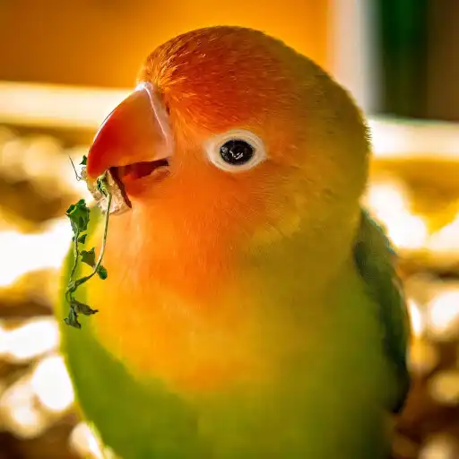 Play Agapornis V2 APK