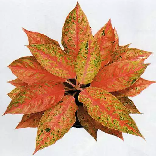 Play Aglaonema Ornamental Plant Identification APK Play Aglaonema Ornamental Plant Identification APK