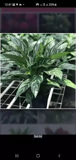 Play Aglaonema Ornamental Plant Identification  and enjoy Aglaonema Ornamental Plant Identification with UptoPlay