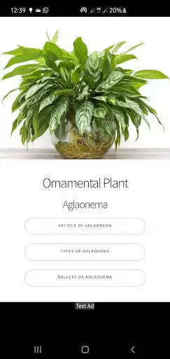 Play Aglaonema Ornamental Plant Identification as an online game Aglaonema Ornamental Plant Identification with UptoPlay