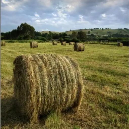 Play Agricoltura notizie ITA APK