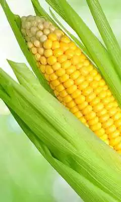 Play Agriculture HD Wallpapers