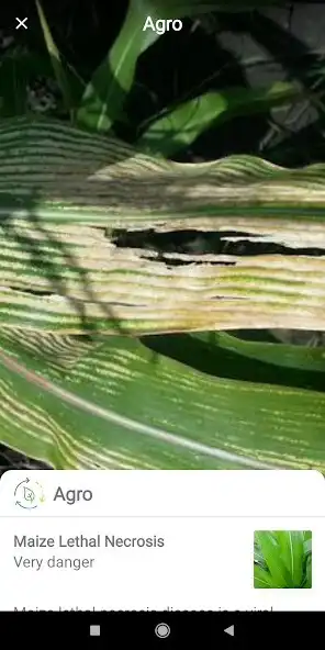 Play Agro as an online game Agro with UptoPlay