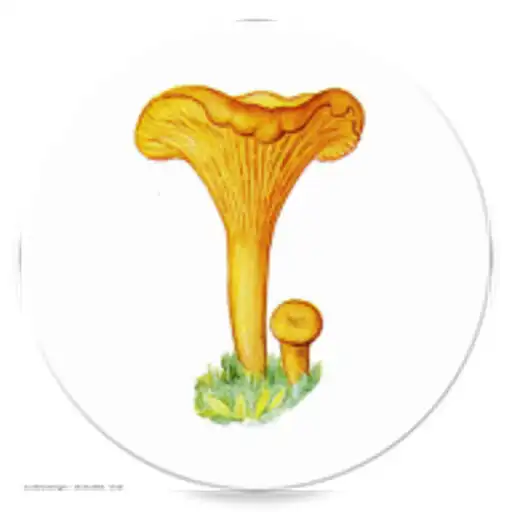 Play AiSopp - Inteligent Soppidentifisering APK