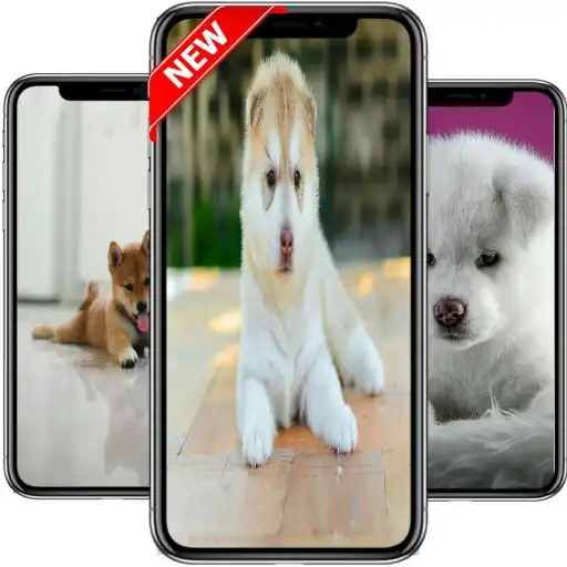 Free play online Akita Dog Wallpaper APK