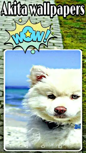 Play Akita Dog Wallpaper Play Akita Dog Wallpaper