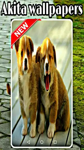 Play Akita Dog Wallpaper Play Akita Dog Wallpaper