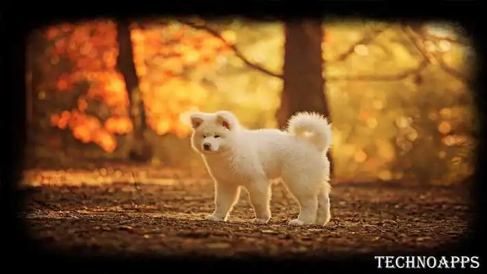 Play Akita Dog Wallpaper Play Akita Dog Wallpaper