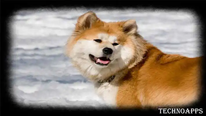 Play Akita Dog Wallpaper Play Akita Dog Wallpaper