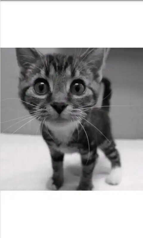 Play A kitten