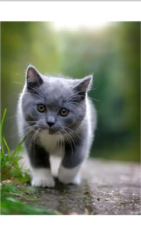 Play A kitten