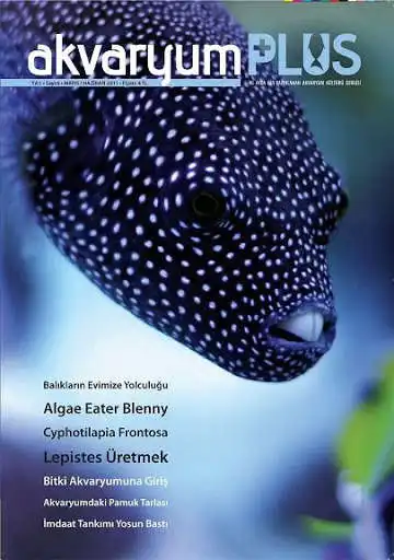 Play Akvaryum Plus 6  and enjoy Akvaryum Plus 6 with UptoPlay