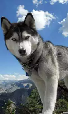 Play alaskan husky wallpapers