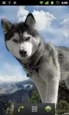 Play alaskan husky wallpapers