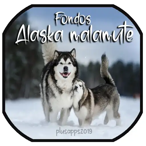 Play Alaskan Malamute Razas Perros Fondos de Pantalla APK