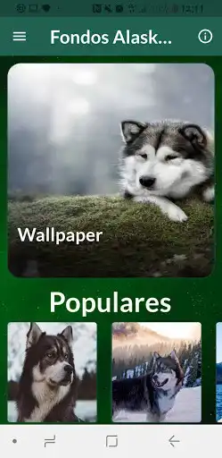 Play Alaskan Malamute Razas Perros Fondos de Pantalla  and enjoy Alaskan Malamute Razas Perros Fondos de Pantalla with UptoPlay