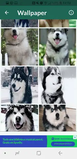 Play Alaskan Malamute Razas Perros Fondos de Pantalla as an online game Alaskan Malamute Razas Perros Fondos de Pantalla with UptoPlay