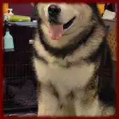 Free play online Alaskan Malamutes Wallpapers APK