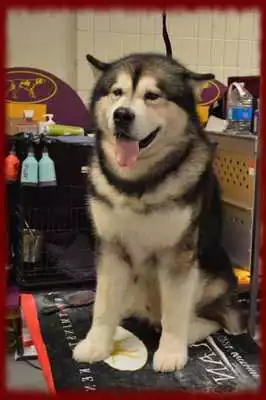 Play Alaskan Malamutes Wallpapers