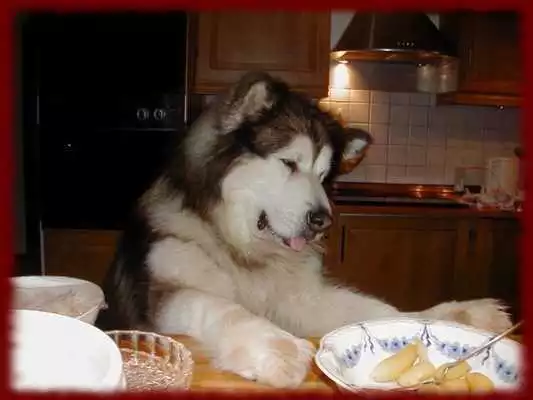 Play Alaskan Malamutes Wallpapers
