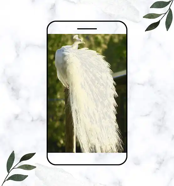 Play Albino Peacock: Peacock Animal and enjoy Albino Peacock: Peacock Animal with UptoPlay Play Albino Peacock: Peacock Animal and enjoy Albino Peacock: Peacock Animal with UptoPlay