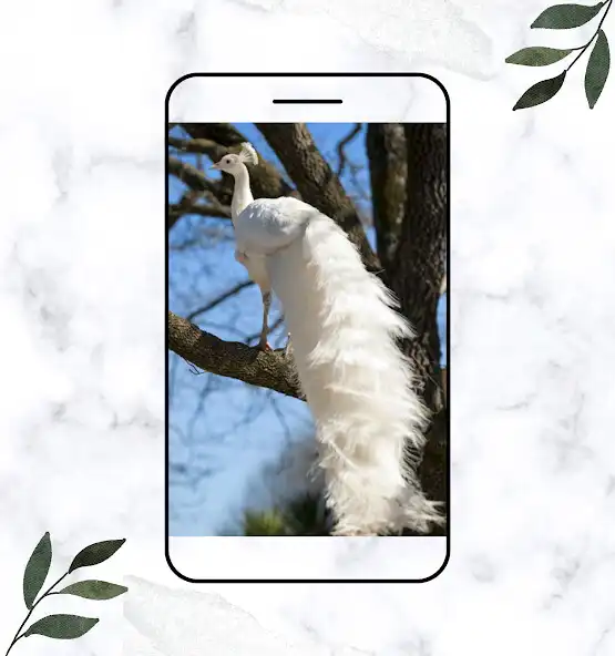 Play Albino Peacock: Peacock Animal as an online game online Albino Peacock: Peacock Animal with UptoPlay Play Albino Peacock: Peacock Animal as an online game Albino Peacock: Peacock Animal with UptoPlay