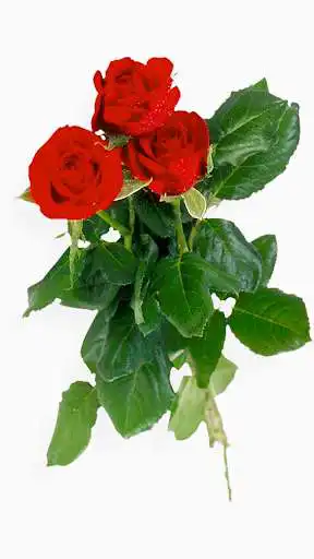 Play Album Image as an online game Album Image with UptoPlay