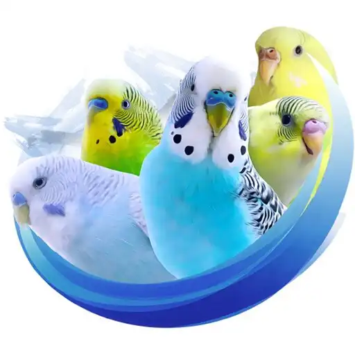 Play Alen AxP Budgie Community APK Play Alen AxP Budgie Community APK