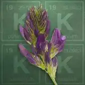 Free play online Alfalfa Potassium Calculator APK