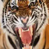 Free play online All Animals Live Wallpaper APK