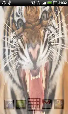 Play All Animals Live Wallpaper Play All Animals Live Wallpaper