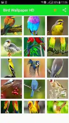 Play All Birds Wallpapers HD Play All Birds Wallpapers HD