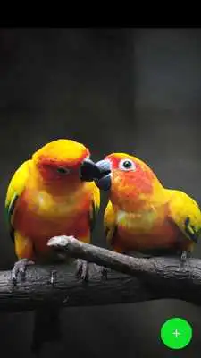 Play All Birds Wallpapers HD Play All Birds Wallpapers HD