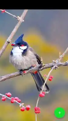 Play All Birds Wallpapers HD Play All Birds Wallpapers HD