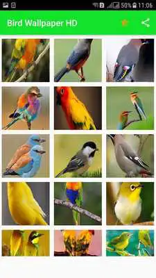 Play All Birds Wallpapers HD Play All Birds Wallpapers HD