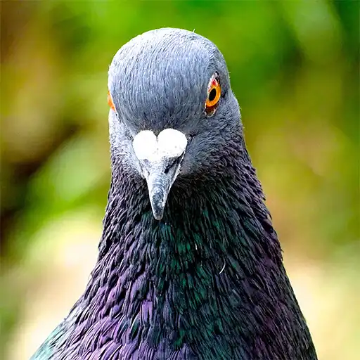 Play All dove sounds APK