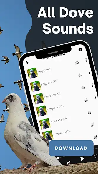 Play All dove sounds  and enjoy All dove sounds with UptoPlay